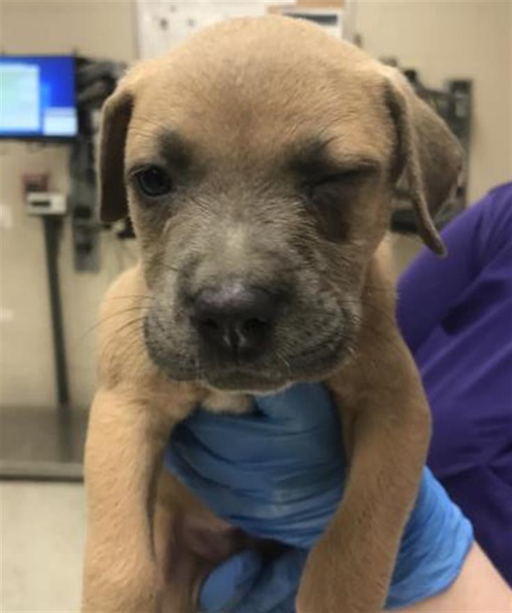 Adoptable Dog