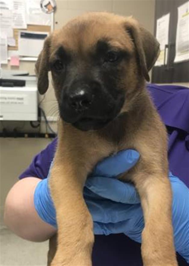 Adoptable Dog