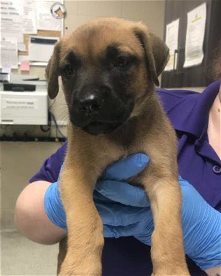 Adoptable Dog