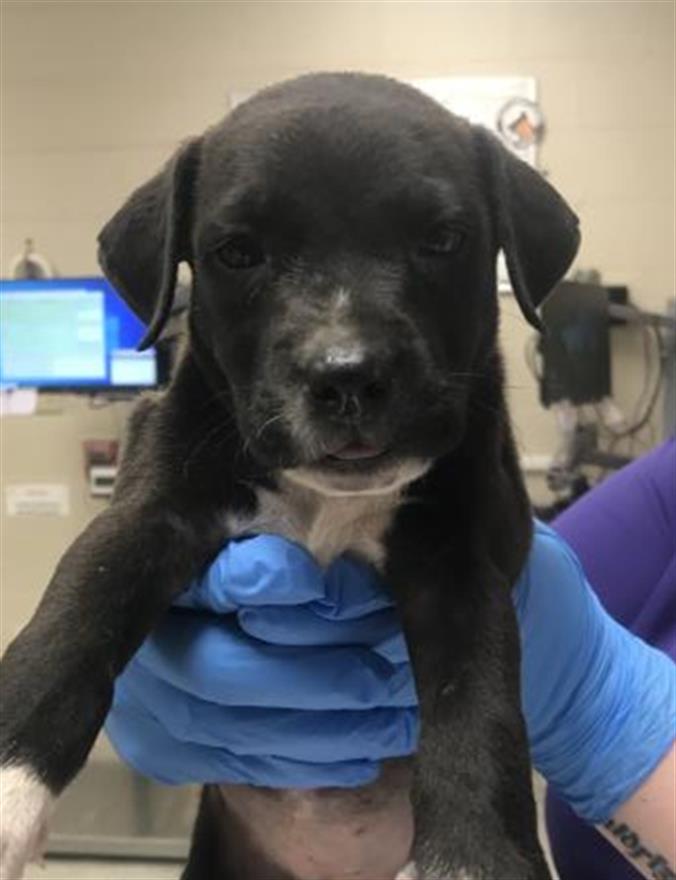 Adoptable Dog
