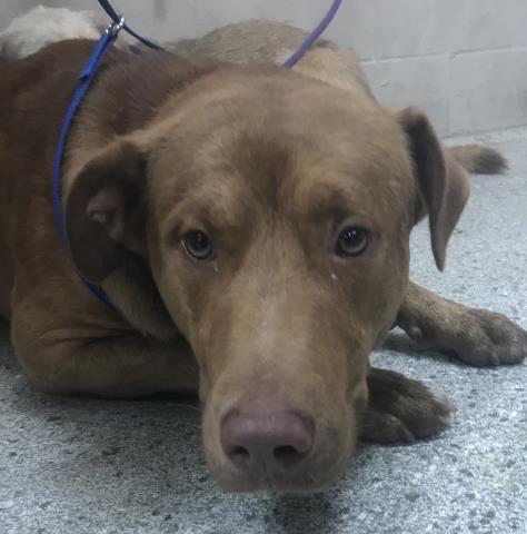Adoptable Dog