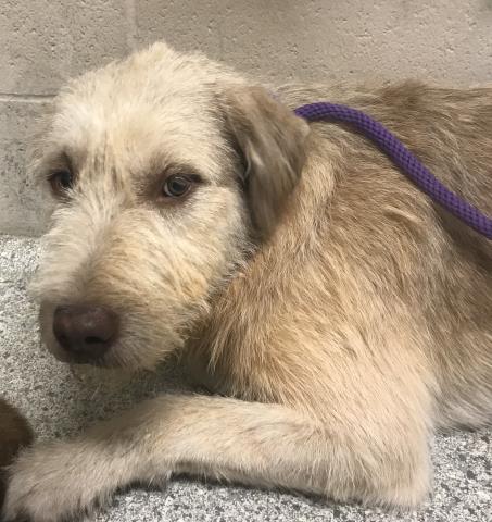Adoptable Dog