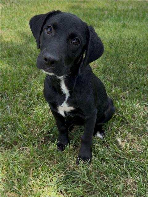 Adoptable Dog