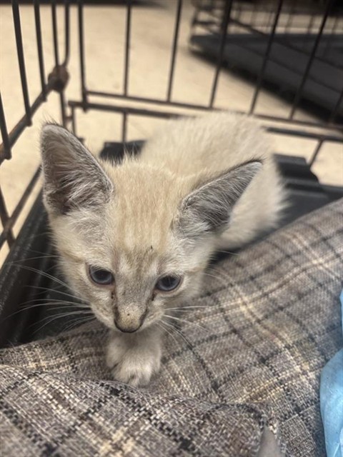Adoptable Cat
