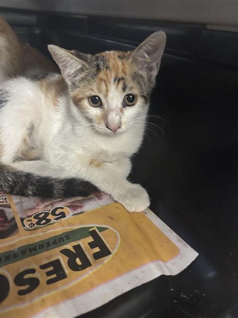 Adoptable Cat