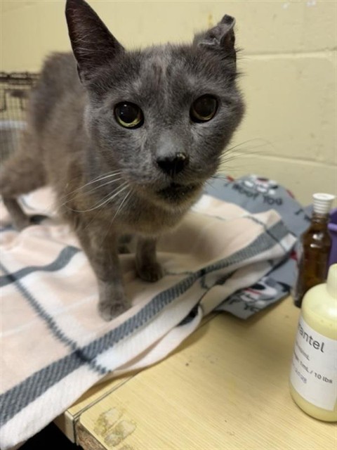 Adoptable Cat