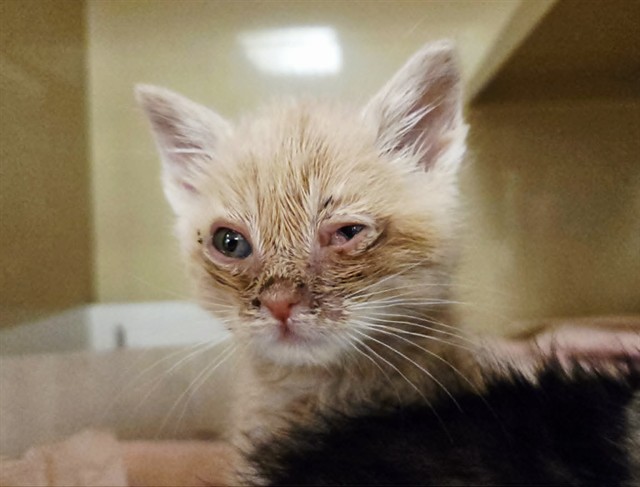 Adoptable Cat