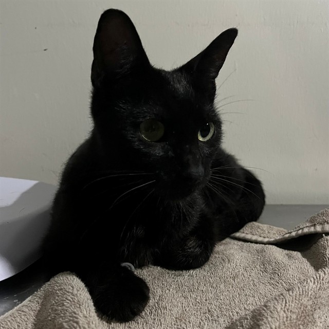 Adoptable Cat
