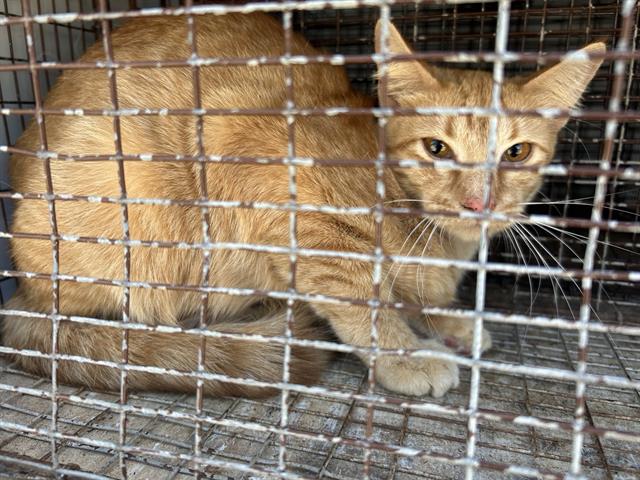 Adoptable Cat