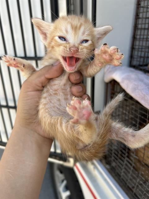 Adoptable Cat