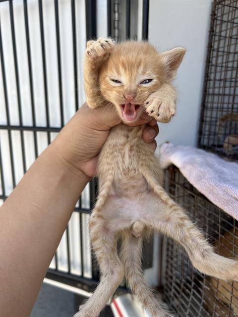 Adoptable Cat