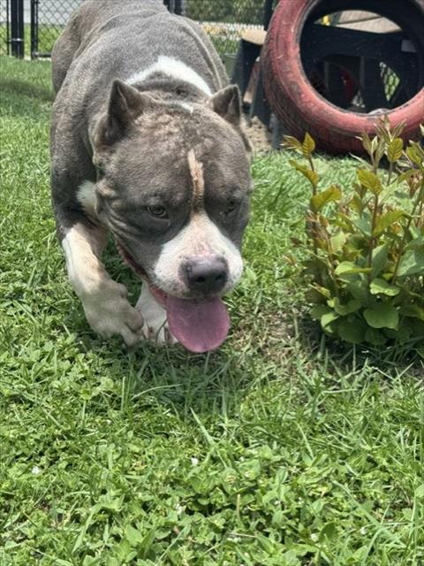 Hank