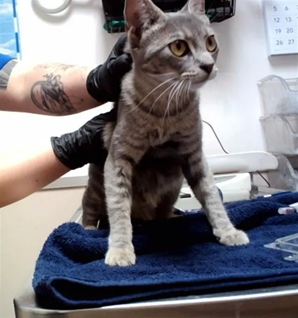 Adoptable Cat