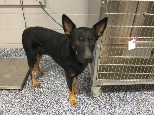 Adoptable Dog