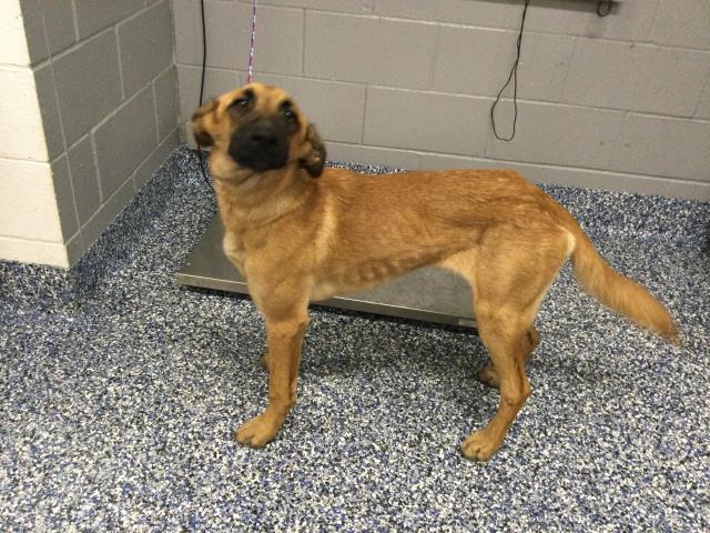 Adoptable Dog