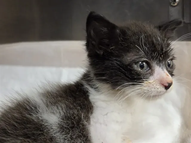 Kitty Softpaws