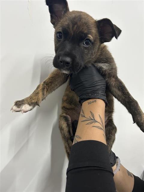 Adoptable Dog