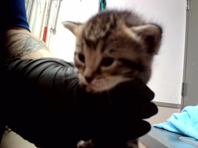 Adoptable Cat