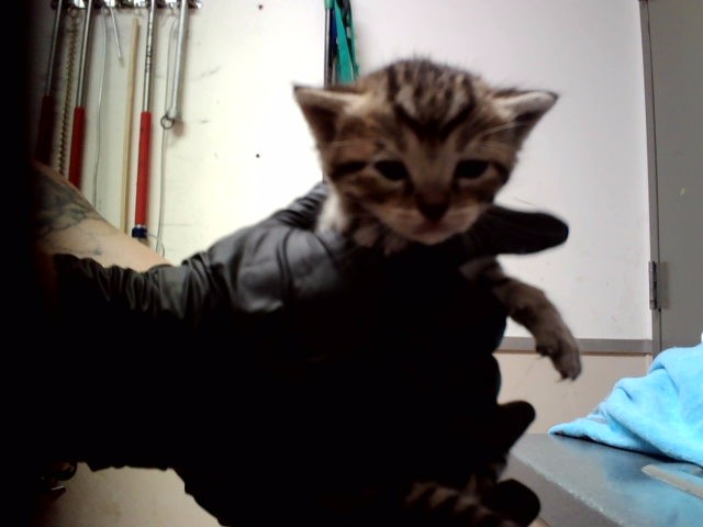 Adoptable Cat
