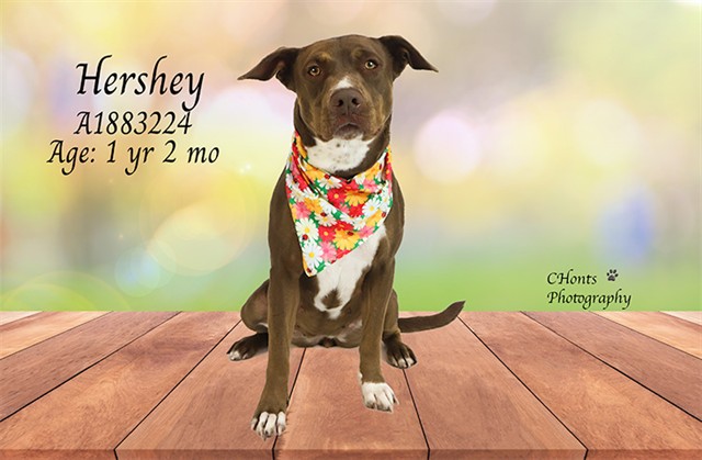 Hershey