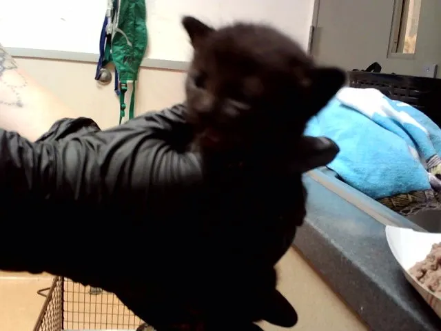 Adoptable Cat