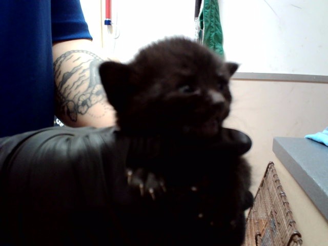 Adoptable Cat