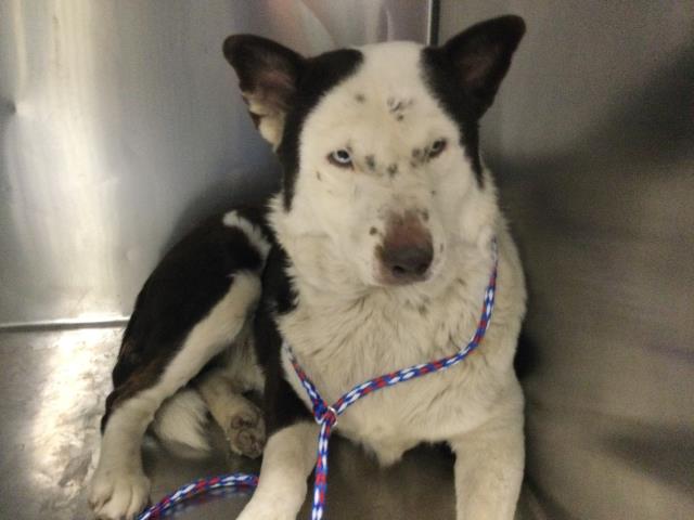Adoptable Dog
