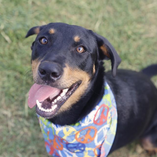Samson