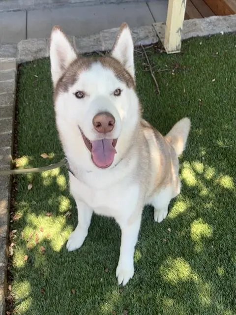 Elliot