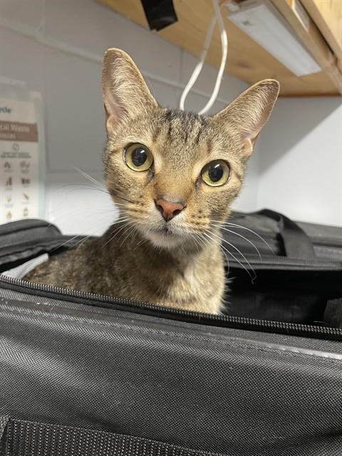 Zuzu