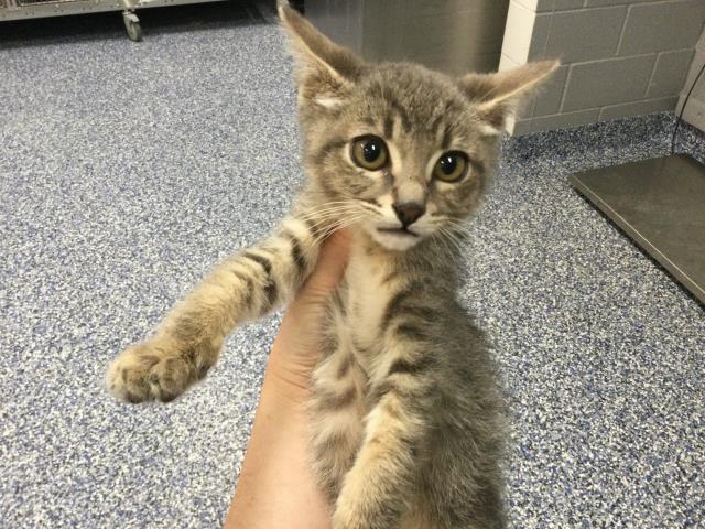 Adoptable Cat