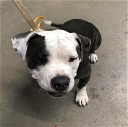 Adoptable Dog