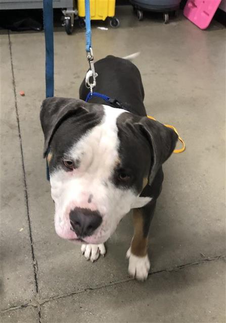 Adoptable Dog