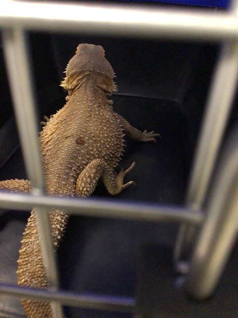 Taz