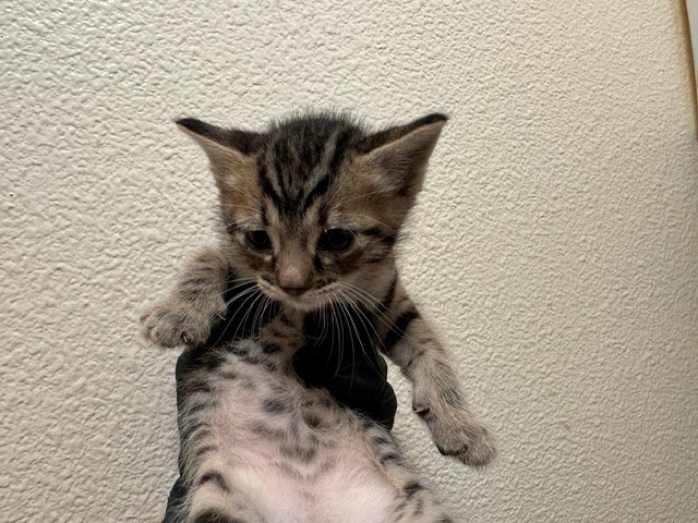 Milo