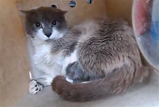 Adoptable Cat