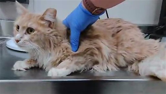 Adoptable Cat