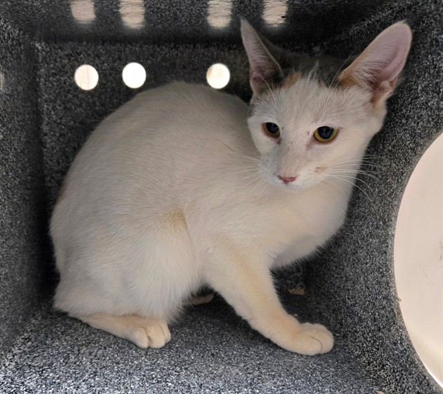 Adoptable Cat