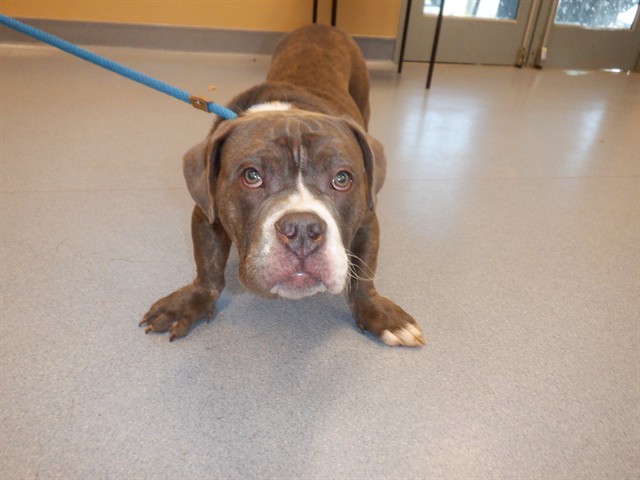 Adoptable Dog