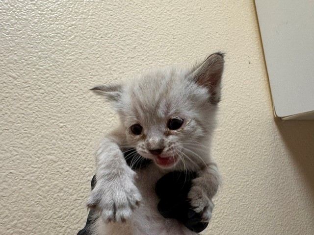 Snowball