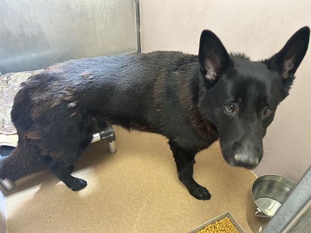 Adoptable Dog