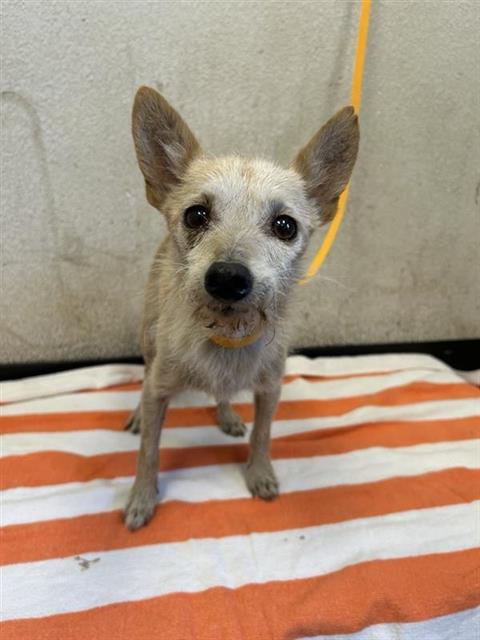 Adoptable Dog