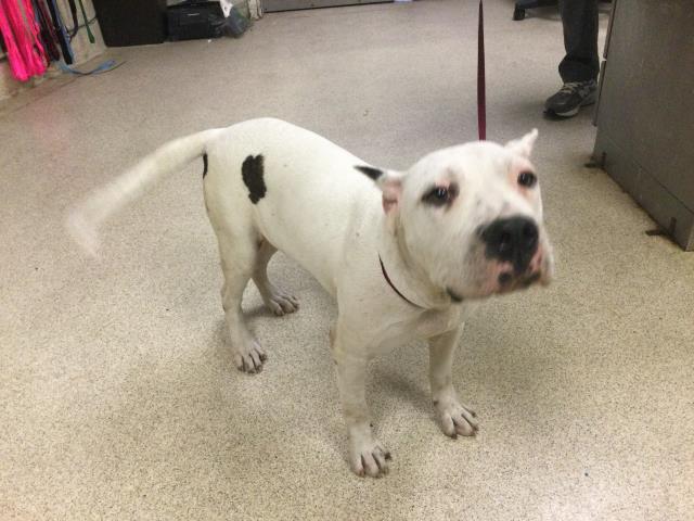 Vanilla