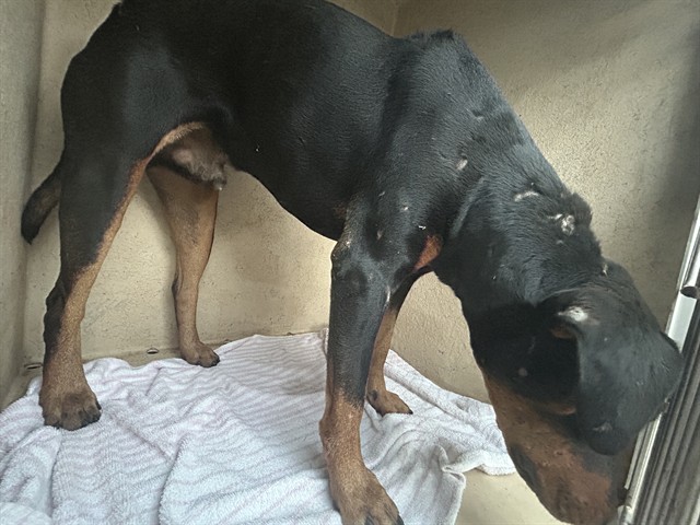 Adoptable Dog