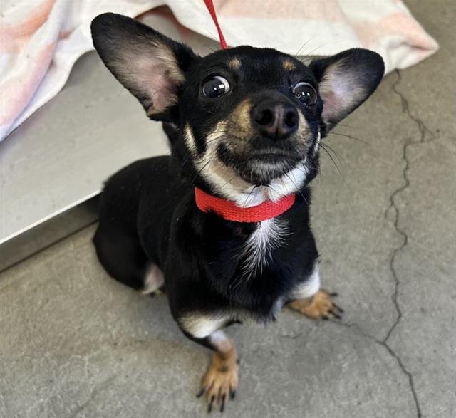 Adoptable Dog