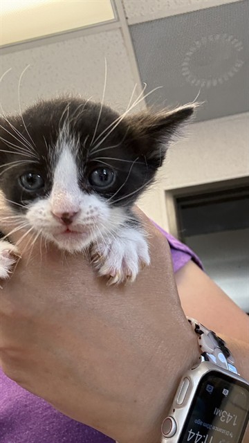 Adoptable Cat