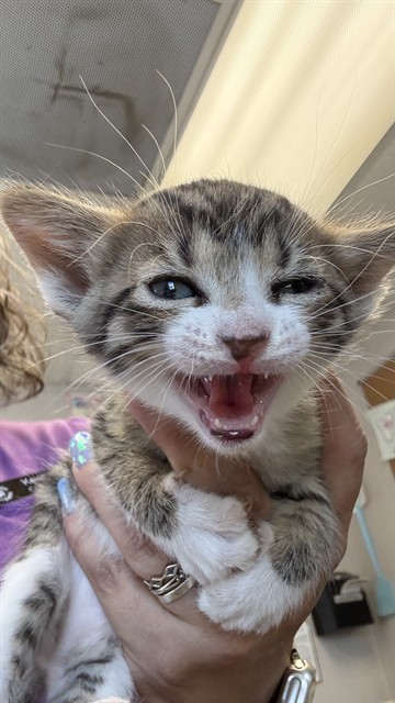 Adoptable Cat