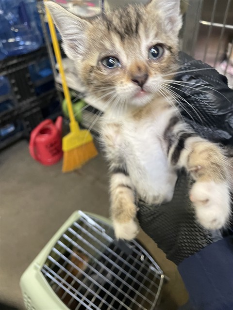 Adoptable Cat