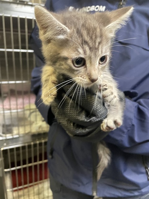Adoptable Cat