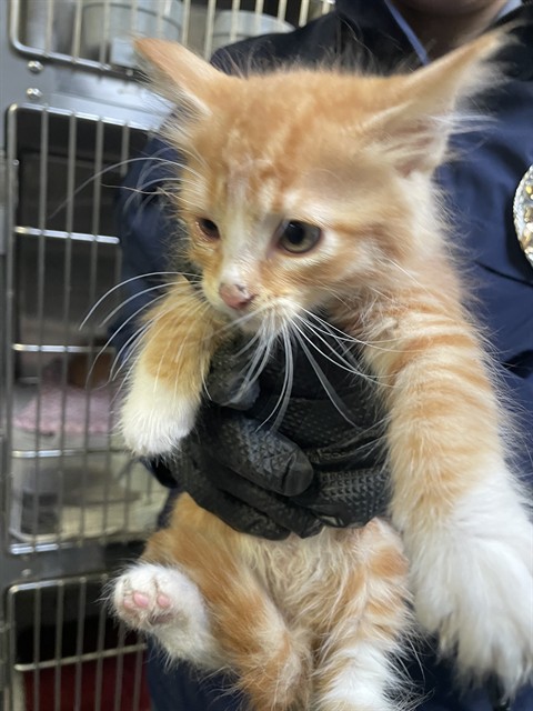 Adoptable Cat